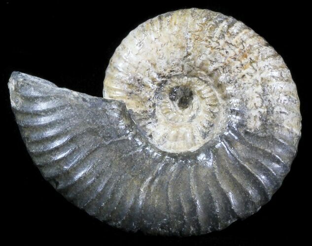 Acanthohoplites Ammonite Fossil - Caucasus, Russia #30084